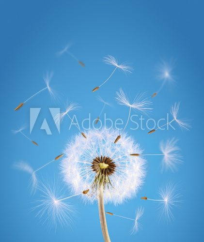 Dandelion seeds blown in the sky  Dmuchawce Fototapeta