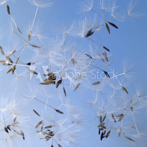 dandelion seeds in blue back  Dmuchawce Fototapeta