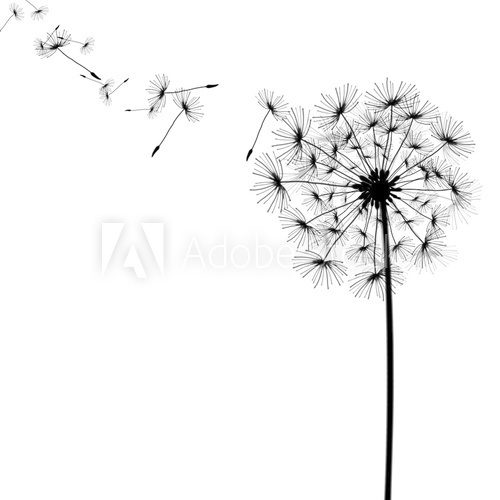 dandelion with seeds in the wind  Dmuchawce Fototapeta