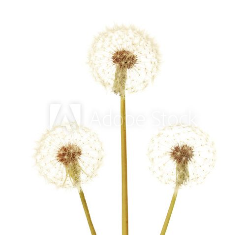 Dandelions isolated on white  Dmuchawce Fototapeta