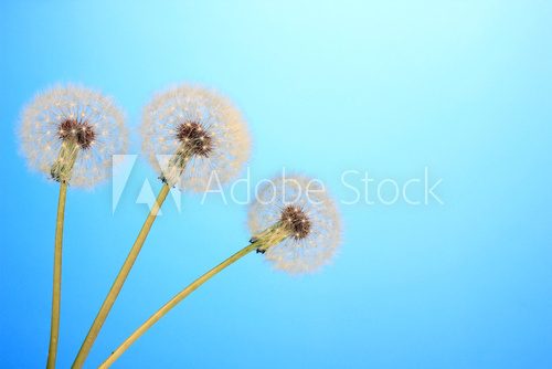 Dandelions on blue background  Dmuchawce Fototapeta