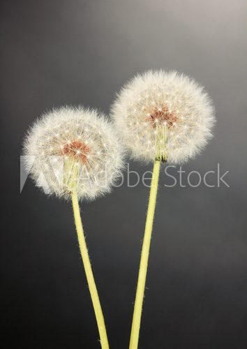Dandelions on grey background  Dmuchawce Fototapeta