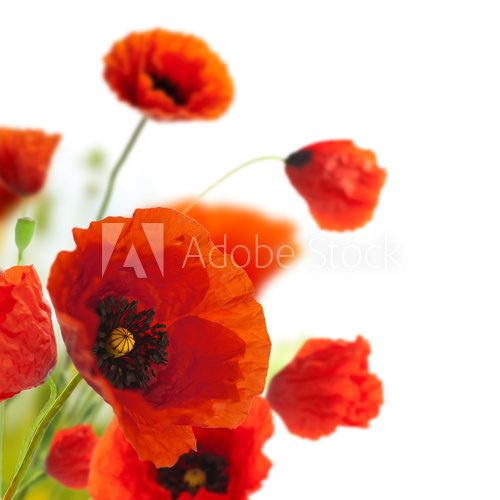 Dekoracyjne maki – czerwone kwiaty na białym tle Kwiaty Fototapeta