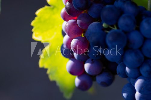 Dojrzewające wino – zoom na winnice
 Obrazy do Jadalni Obraz