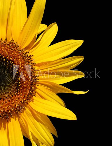 Duży słonecznik – moc kontrastów
 Kwiaty Fototapeta