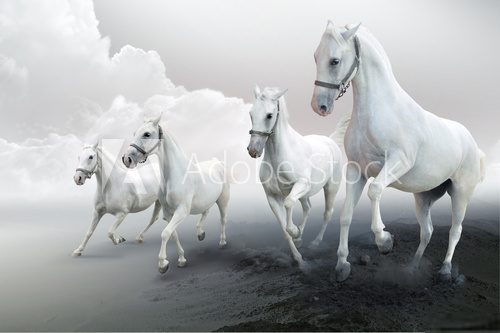 Flagowe zwycięstwo. Białe konie. Zwierzęta Fototapeta