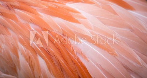 Flamingo feather background Fototapety do Salonu Fryzjerskiego Fototapeta
