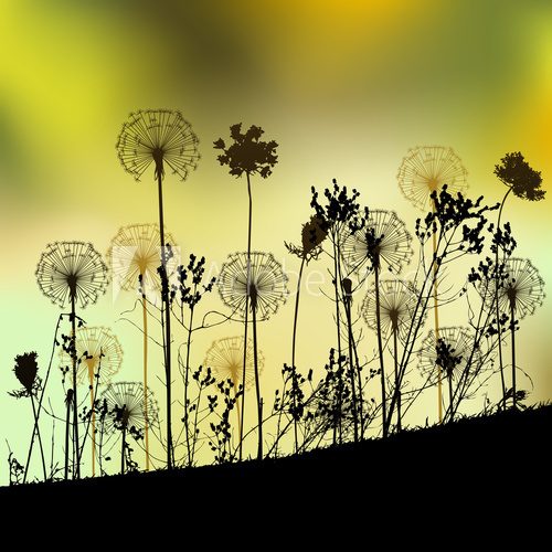 Floral background with dandelion  Dmuchawce Fototapeta