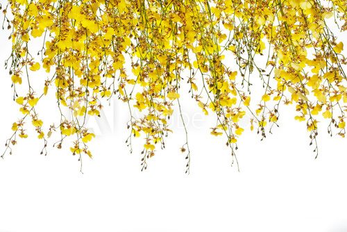 Florystycznie żółte niebo Kwiaty Fototapeta
