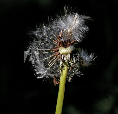 fluffy dandelion  Dmuchawce Fototapeta