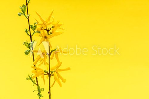 Forsycja. Żółty symbol lata. Kwiaty Fototapeta