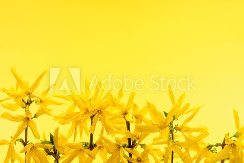 Forsycje - żółte spoglądanie na świat Kwiaty Fototapeta