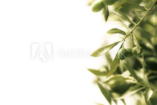 Gaj oliwny – oliwki minimalistycznie
 Fototapety do Kuchni Fototapeta