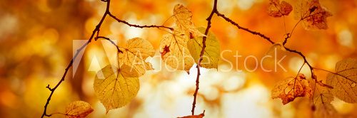 Gałęzie drzewa jesienną porą Fototapety do Kuchni Fototapeta