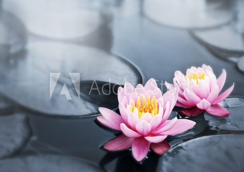 Kwiat lotosu – prostota i elegancja w stylu spa
 Fototapety do Łazienki Fototapeta