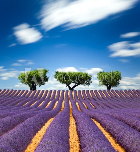 Lavande Provence France / lavender field in Provence, France Prowansja Fototapeta