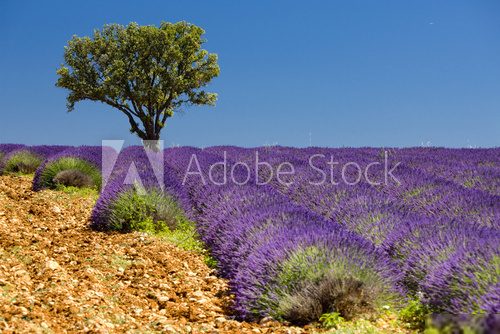 lavender field with a tree, Provence, France Plakaty do Salonu Plakat