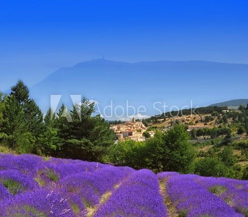 Lawendowe pola i widok na Mont Ventoux Prowansja Fototapeta