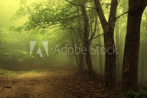 Leśna mgła – poranek w zielonym gaju
 Krajobrazy Obraz