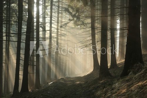 Leśne promienie o poranku Las Fototapeta