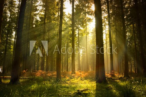 Letni las w promieniach słońca
 Krajobraz Fototapeta