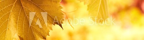 liść na tle jesiennych kolorów Fototapety do Kuchni Fototapeta