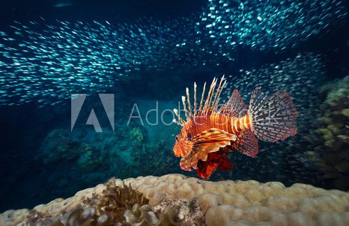 Lwia ryba wśród błyszczącej ławicy w głębinach oceanu Rafa koralowa Fototapeta