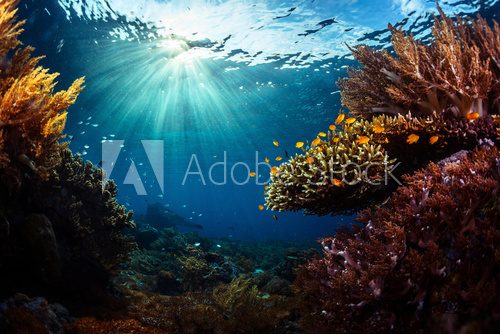 Magiczne światło w głębinach oceanu Rafa koralowa Fototapeta