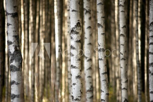 Magiczny brzozowy las – naturalna głębia i harmonia Styl skandynawski Fototapeta