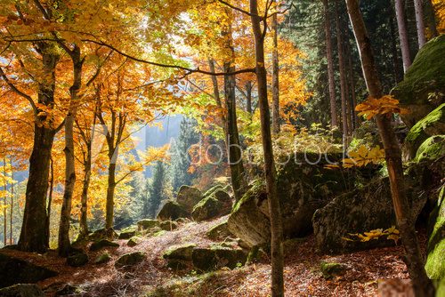 Magiczny jesienny las pełen kolorów Las Fototapeta