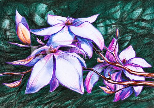 Magnolia koloru pastelowego Obrazy do Salonu Obraz