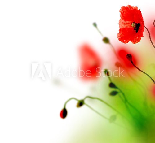 Maki – impresja zamglona
 Kwiaty Fototapeta