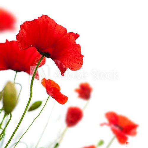 Maki – kwiaty w biało-czerwonej kompozycji
 Kwiaty Fototapeta