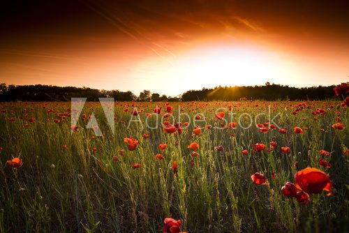 Makowe pole – łąka o zachodzie słońca
 Kwiaty Obraz