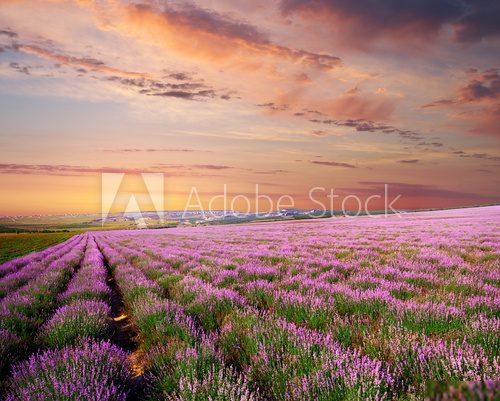 Meadow of lavender Prowansja Fototapeta