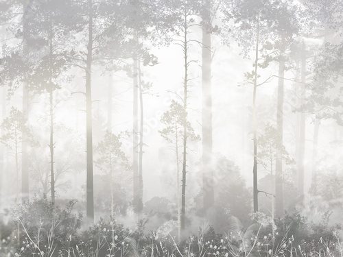 Mgła, co przysłania las Fototapety Czarno-Białe Fototapeta