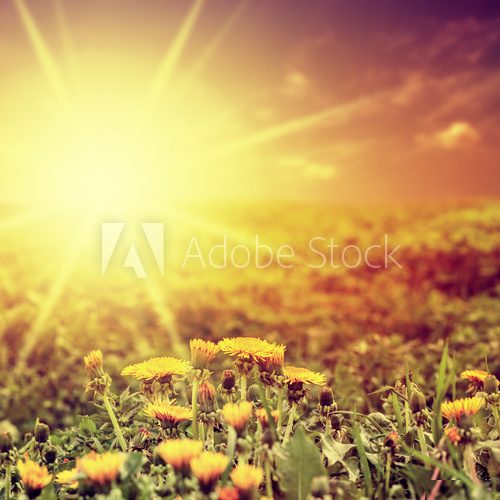 Mniszek w promieniach słońca Kwiaty Fototapeta