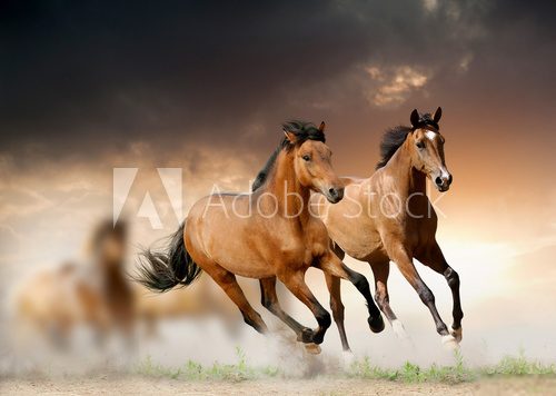 Mustang w dzikiej dolinie Zwierzęta Obraz