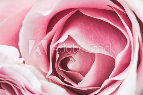 Na górze różowe róże
 Kwiaty Obraz