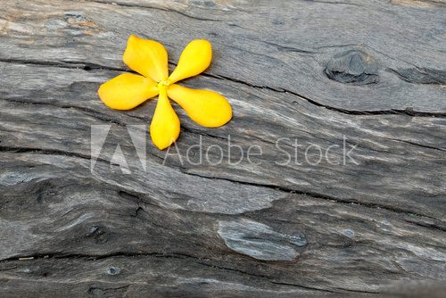 Na kawałku drewna, w żółci akcent Tekstury Fototapeta