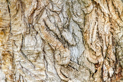 Naturalna struktura kory drzewa w zbliżeniu Tekstury Fototapeta