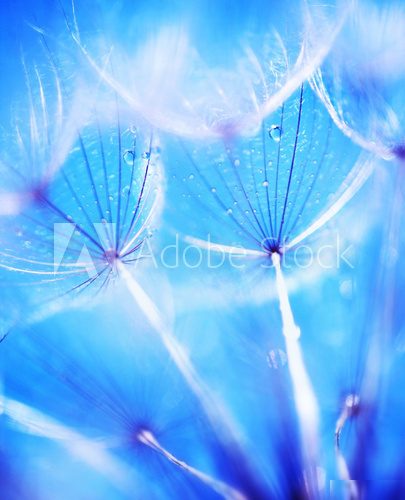 Niebieski dmuchawiec – ulotność natury
 Obrazy do Łazienki Obraz