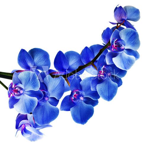 Niecodzienna, niebieska orchidea Kwiaty Fototapeta
