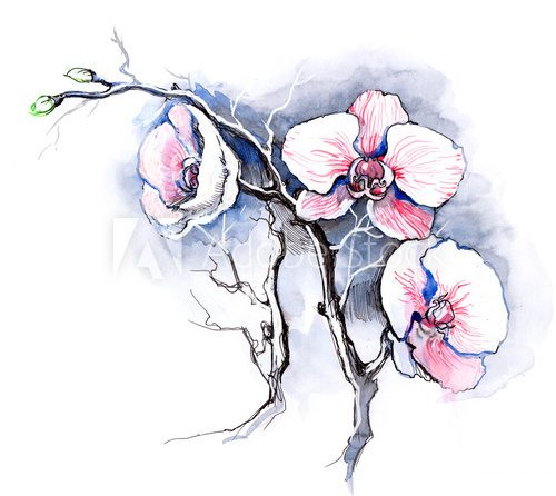 Orchidea - atrystyczny szkic natury Kwiaty Fototapeta