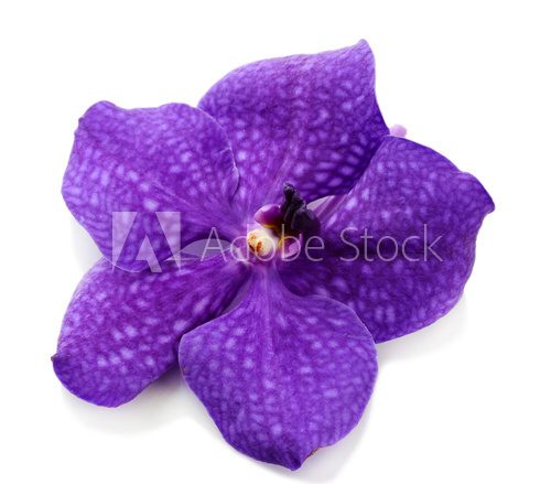 Orchidea w blasku purpury  Kwiaty Fototapeta
