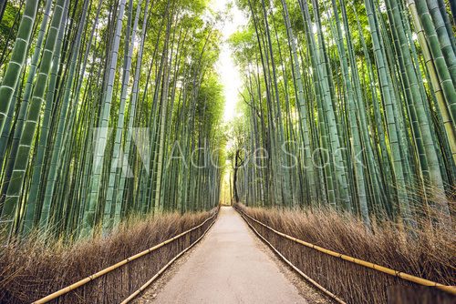 Orientalnie,  przez bambusowe lasy Kyoto Orientalne Fototapeta
