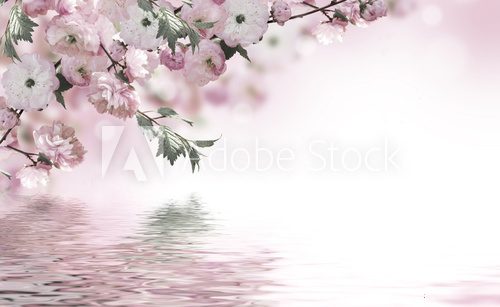 Orietntalnie - sakura nad wodą Kwiaty Fototapeta