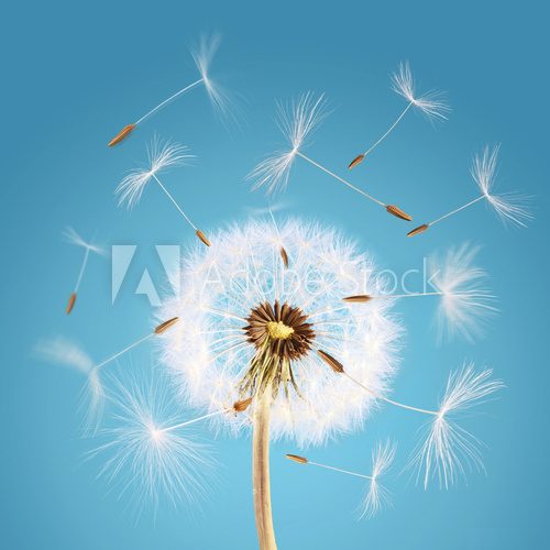 Overblown dandelion with seeds flying away with the wind  Dmuchawce Fototapeta