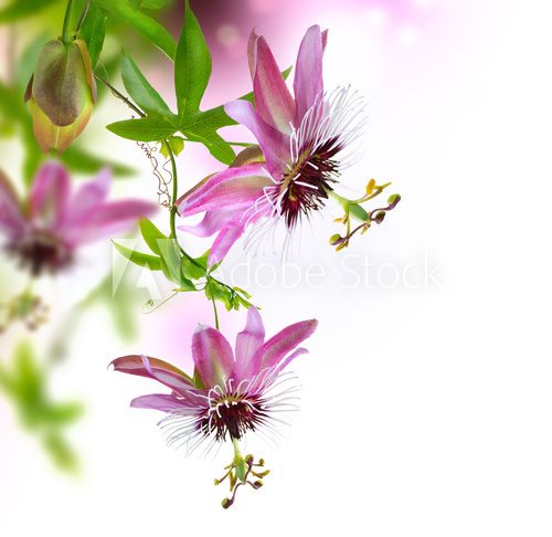 Wiszące kwiaty w fiolecie i różu Fototapety do Kuchni Fototapeta