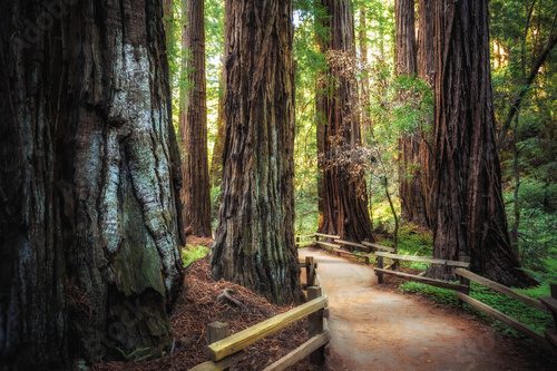 Path in the Muir Woods Redwoods, Muir Woods National Monument, California Las Fototapeta